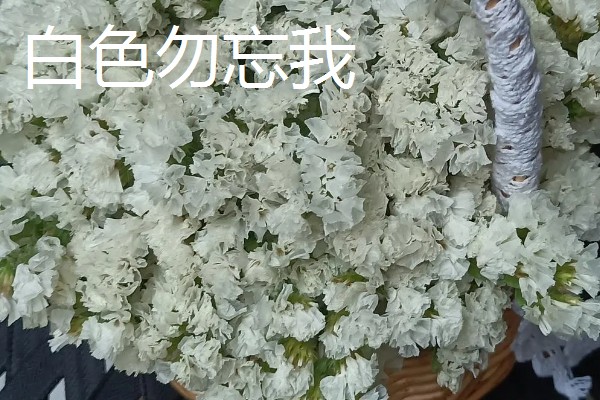 勿忘我有什么花语,不同颜色代表的含义有区别