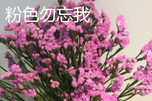 勿忘我有什么花语,不同颜色代表的含义有区别