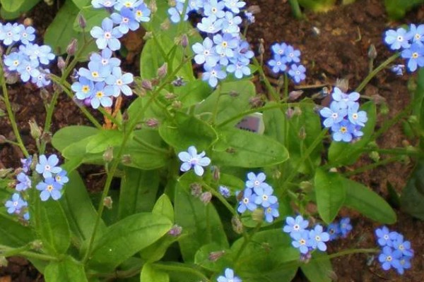 勿忘我有什么花语,不同颜色代表的含义有区别