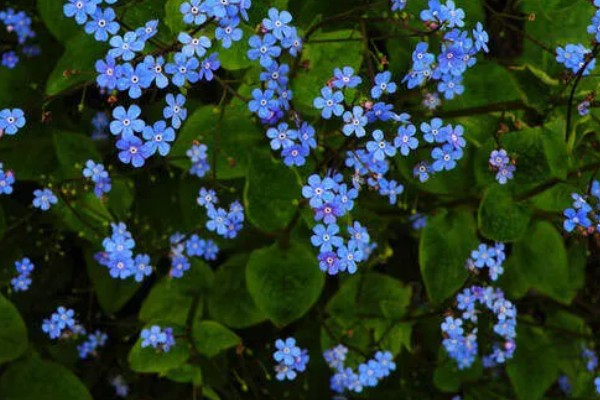 勿忘我有什么花语,不同颜色代表的含义有区别