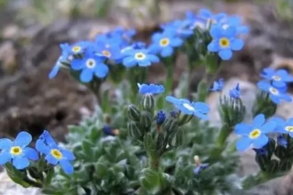 勿忘我有什么花语,不同颜色代表的含义有区别