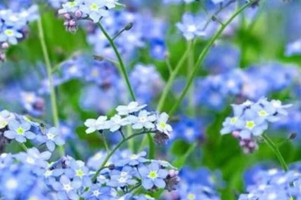 勿忘我有什么花语,不同颜色代表的含义有区别