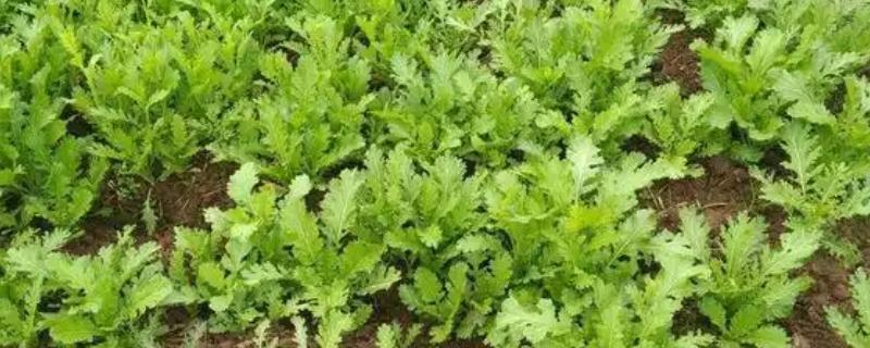 雪里红出苗所需时间，一般为10-20天左右