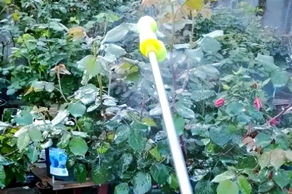 植物叶片发白如何处理，喷施粉锈宁可以防治白粉病