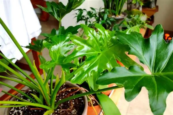 植物叶片发白如何处理，喷施粉锈宁可以防治白粉病