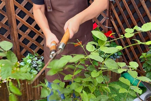 植物叶片发白如何处理，喷施粉锈宁可以防治白粉病