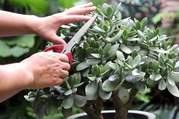 植物叶片发白如何处理，喷施粉锈宁可以防治白粉病