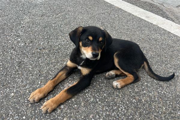 狗狗什么时候不能洗澡，刚完成生产、处于哺乳期时不能清洗