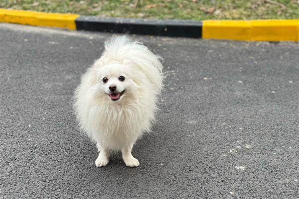 狗狗什么时候不能洗澡，刚完成生产、处于哺乳期时不能清洗