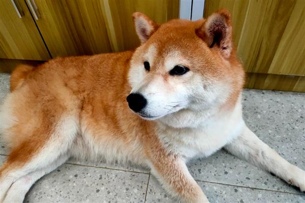 狗狗什么时候不能洗澡，刚完成生产、处于哺乳期时不能清洗