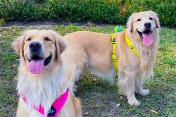 狗狗什么时候不能洗澡，刚完成生产、处于哺乳期时不能清洗