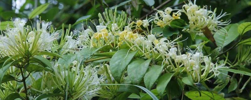 怎么种山银花，放在凉爽通风的位置养护为佳