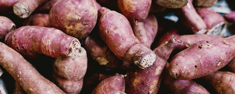 土耳苕的亩产量，在3000斤到4000斤不等