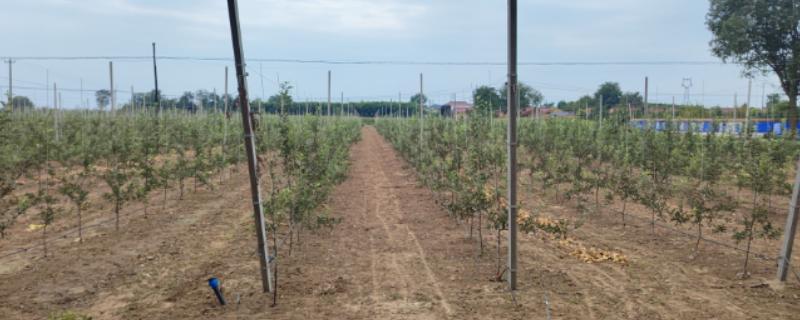 秋季管理果园的方法,深翻土壤可以破坏害虫的越冬场所