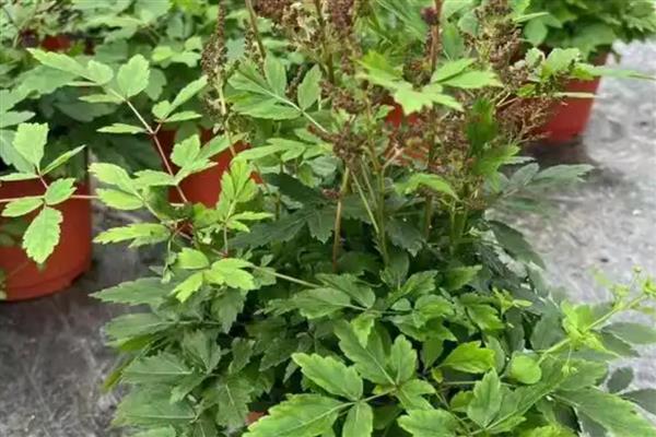 怎么种植络新妇花,可以采用种子种植