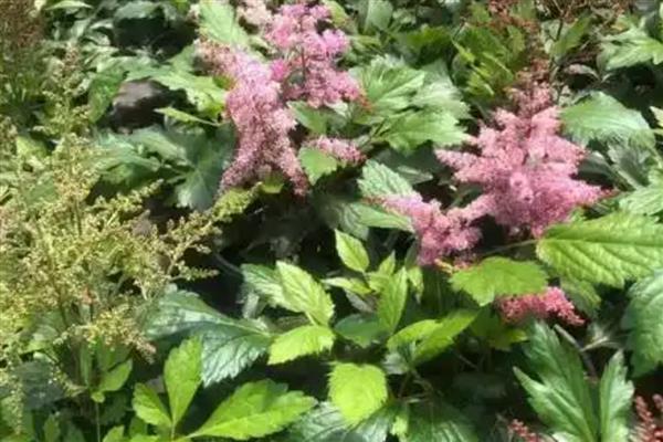 怎么种植络新妇花,可以采用种子种植