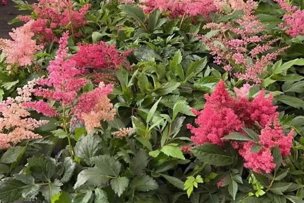 怎么种植络新妇花,可以采用种子种植