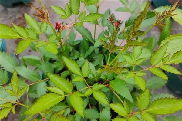 怎么种植络新妇花,可以采用种子种植