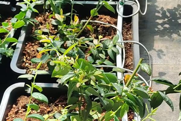 蓝莓树的修剪方法,剪除密生枝叶和徒长枝叶