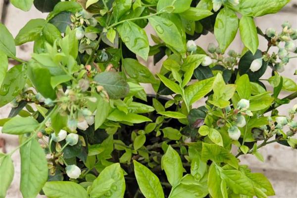 蓝莓树的修剪方法,剪除密生枝叶和徒长枝叶