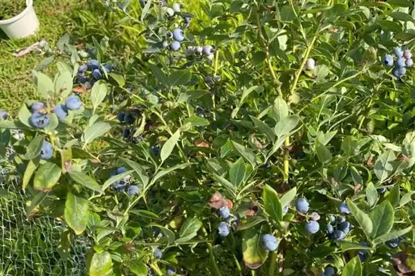 蓝莓树的修剪方法,剪除密生枝叶和徒长枝叶