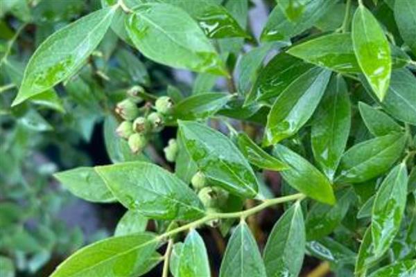 蓝莓树的修剪方法,剪除密生枝叶和徒长枝叶