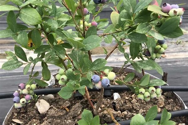 蓝莓树的修剪方法,剪除密生枝叶和徒长枝叶