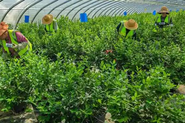 蓝莓树的修剪方法,剪除密生枝叶和徒长枝叶