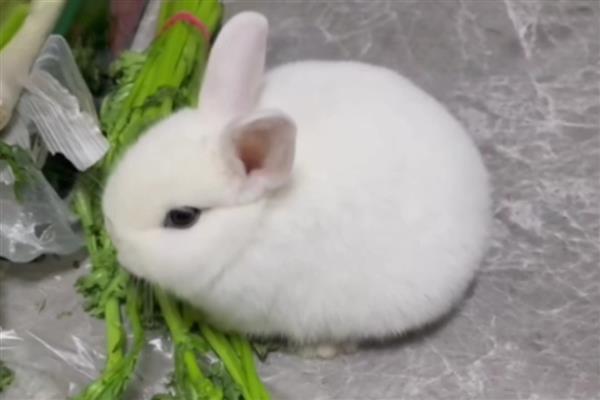 兔子吃不吃肉，可以吃肉食但不建议饲喂