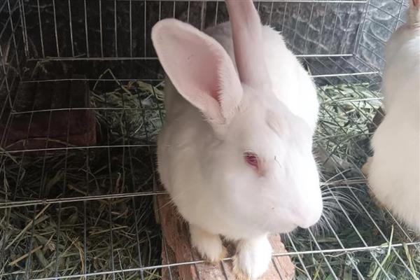 兔子吃不吃肉，可以吃肉食但不建议饲喂