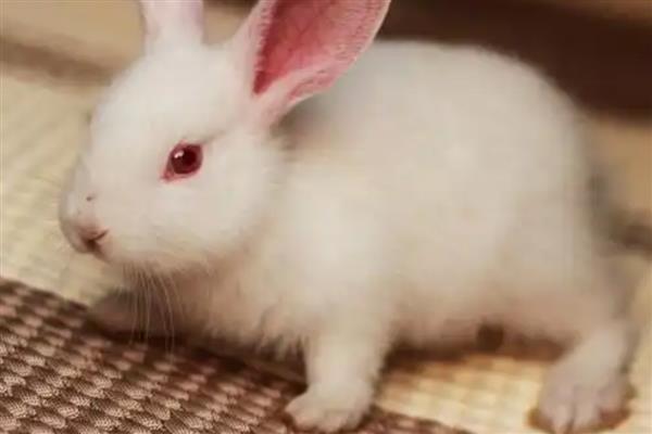 兔子吃不吃肉，可以吃肉食但不建议饲喂