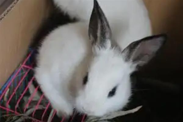 兔子吃不吃肉，可以吃肉食但不建议饲喂