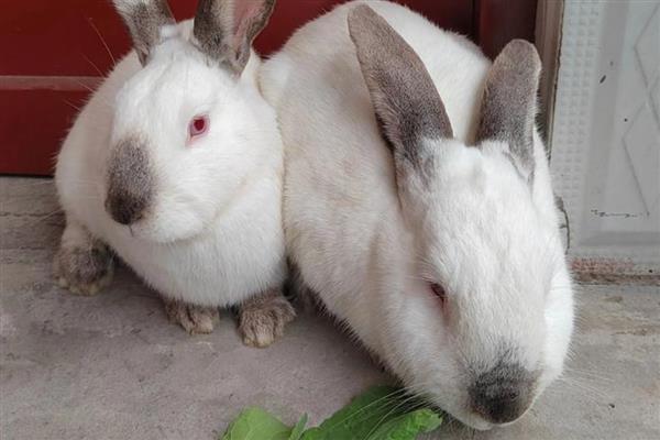 兔子吃不吃肉，可以吃肉食但不建议饲喂