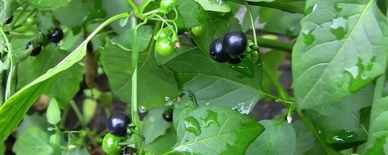 龙葵的简介，属于茄科、茄属草本植物