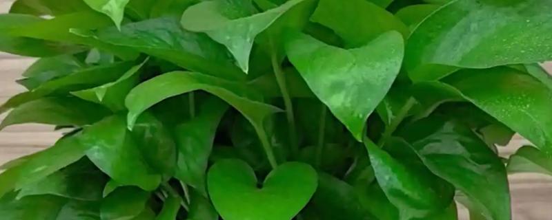 绿箩多久浇水一次，春秋季每隔2-3天浇1次水