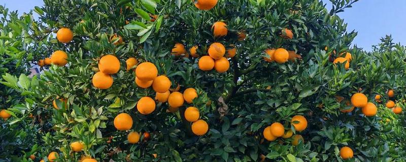 橙子的产地，麻阳、秭归的橙子都比较有名