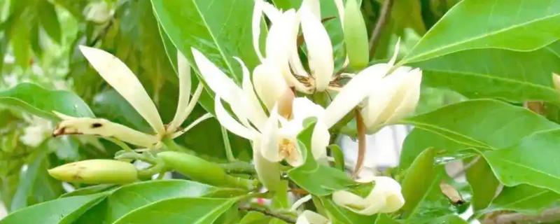 缅桂花怎么养殖，生长盛期每隔半个月追施一次复合肥