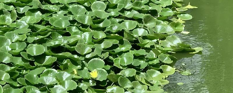 能净化水质的水草有哪些，常见的有芦苇、水葫芦等