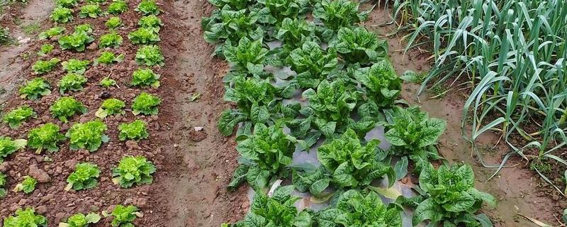 农业蔬菜的种植技术，按照适宜的密度进行播种