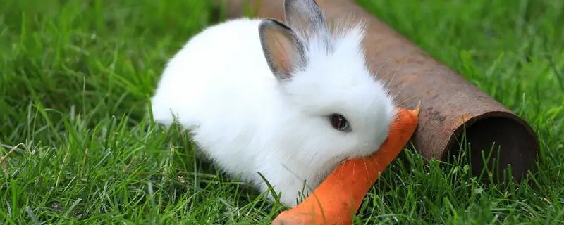 宠物兔不愿意回笼怎么处理，可以尝试用美食诱惑回笼