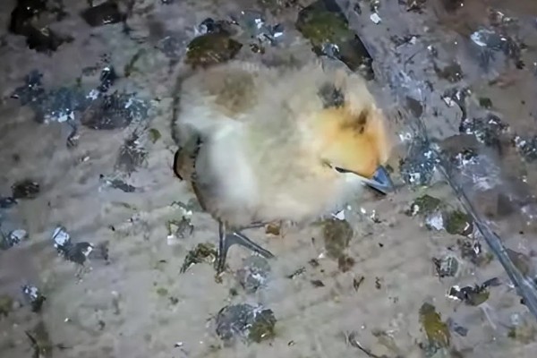 小鸡拉稀怎么办，感染大肠杆菌可饲喂杆立克