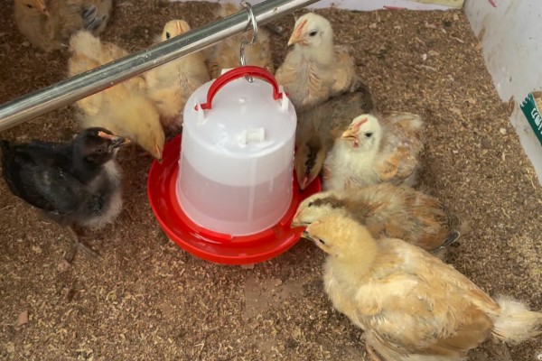 小鸡拉稀怎么办，感染大肠杆菌可饲喂杆立克