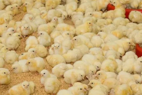 小鸡拉稀怎么办，感染大肠杆菌可饲喂杆立克