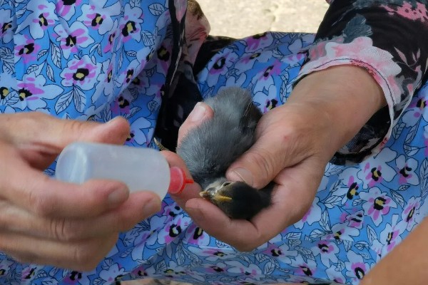 小鸡拉稀怎么办，感染大肠杆菌可饲喂杆立克