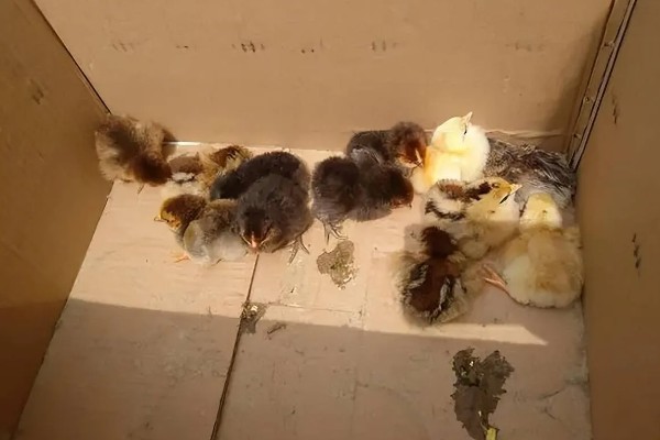 小鸡拉稀怎么办，感染大肠杆菌可饲喂杆立克