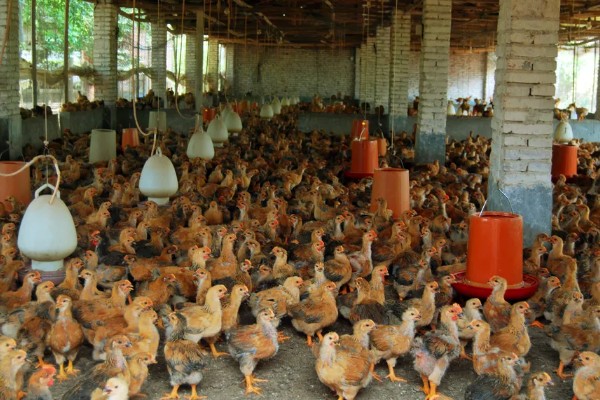 小鸡拉稀怎么办，感染大肠杆菌可饲喂杆立克