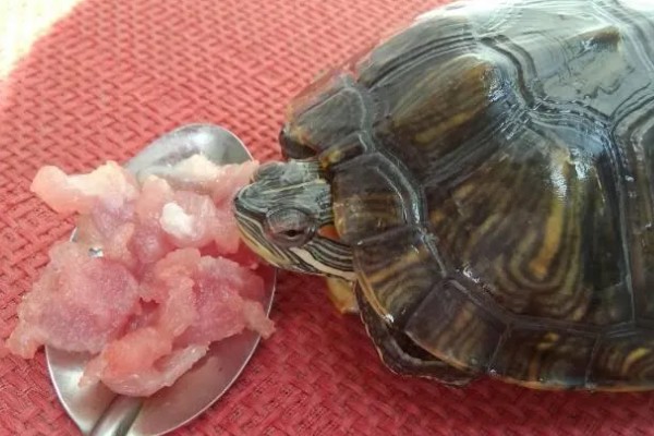 乌龟冬眠要做哪些准备，提供充足的营养有助于它越冬