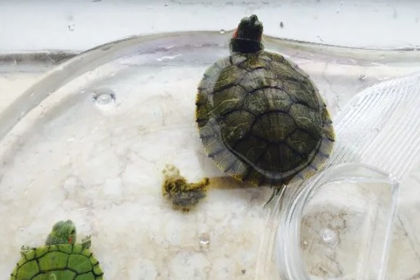 乌龟冬眠要做哪些准备，提供充足的营养有助于它越冬