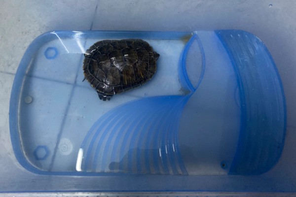 乌龟冬眠要做哪些准备，提供充足的营养有助于它越冬