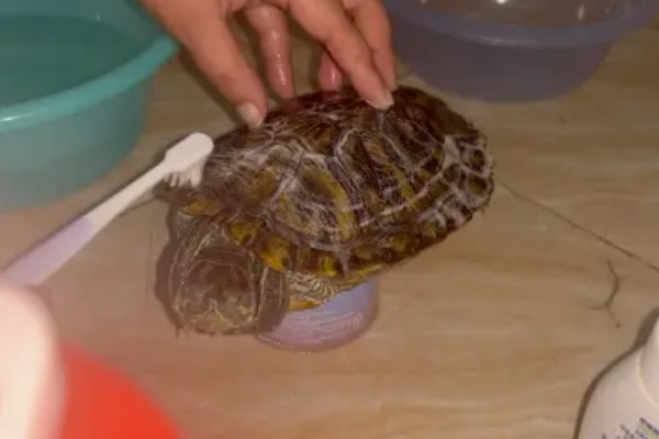 乌龟冬眠要做哪些准备，提供充足的营养有助于它越冬